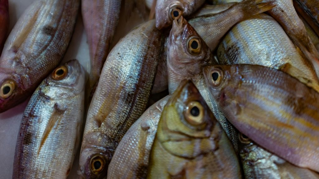 Gezondheidsaspecten van haring en actueel vangstbericht uit Maryland